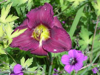 ALL AMERICAN PLUM
